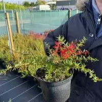 Berberis Hedging Information