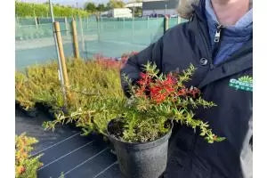 Berberis Hedging Information