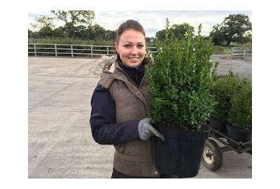 Box / Buxus Hedging Information