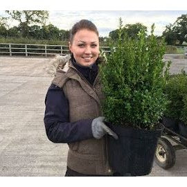 Box / Buxus Hedging Information