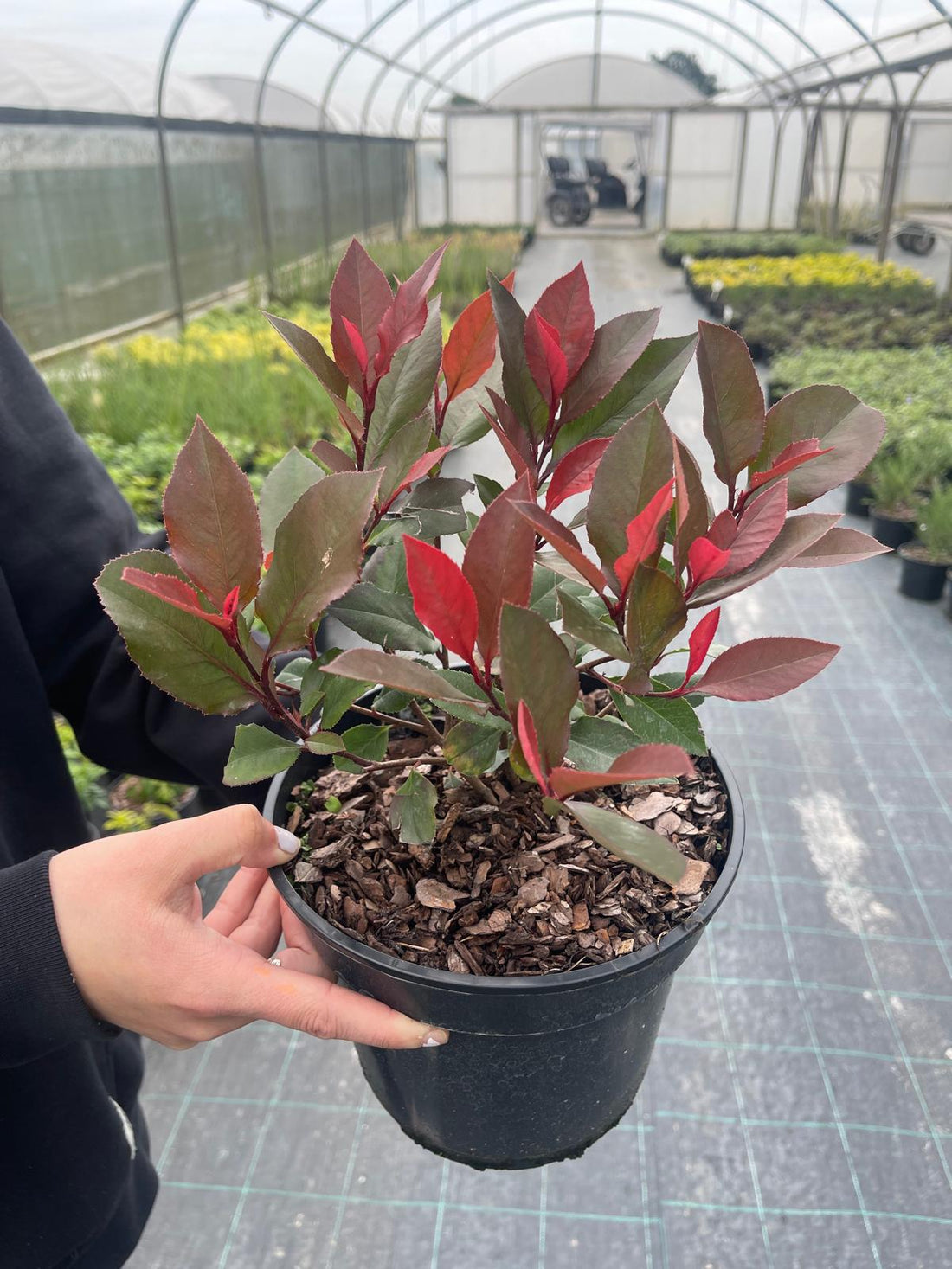 Photinia Red Robin with bright red young leaves