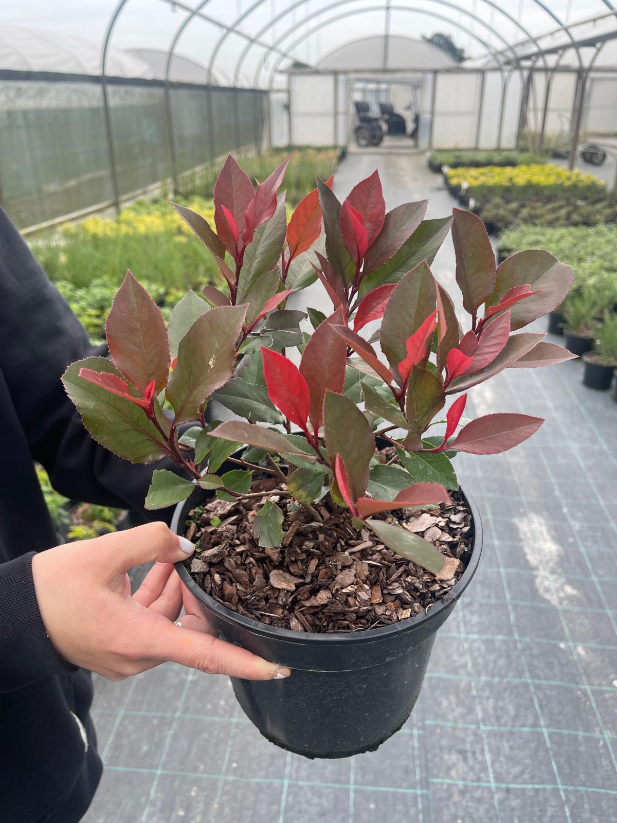 Photinia Red Robin with bright red young leaves