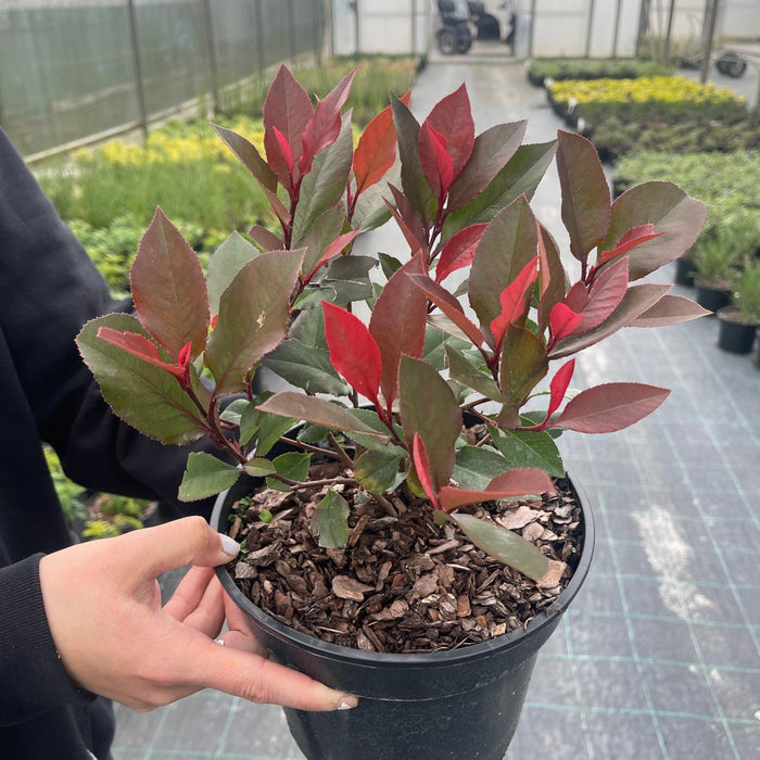 Photinia Red Robin with bright red young leaves