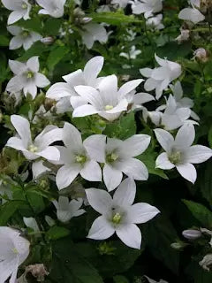 Groundcover plants