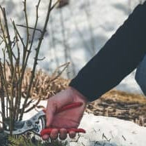 How to care for perennials in winter