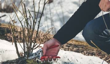 How to care for perennials in winter