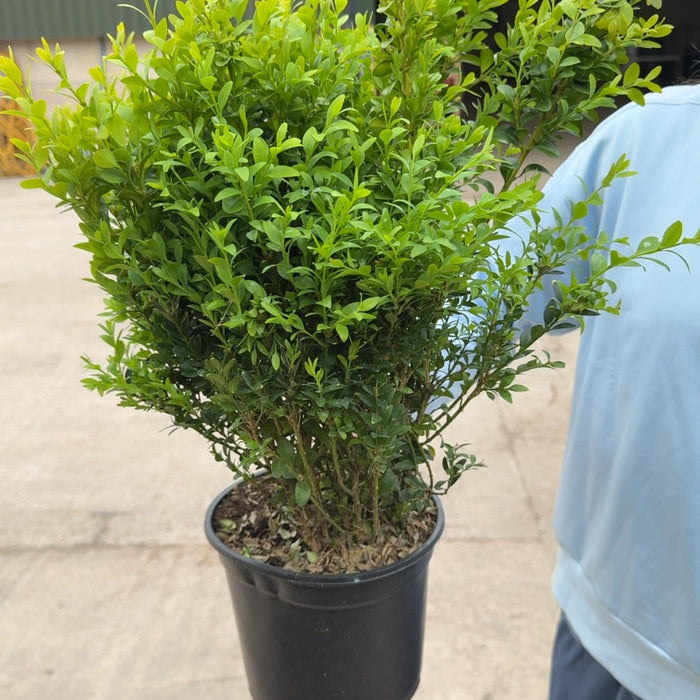 Clipped box hedging plants