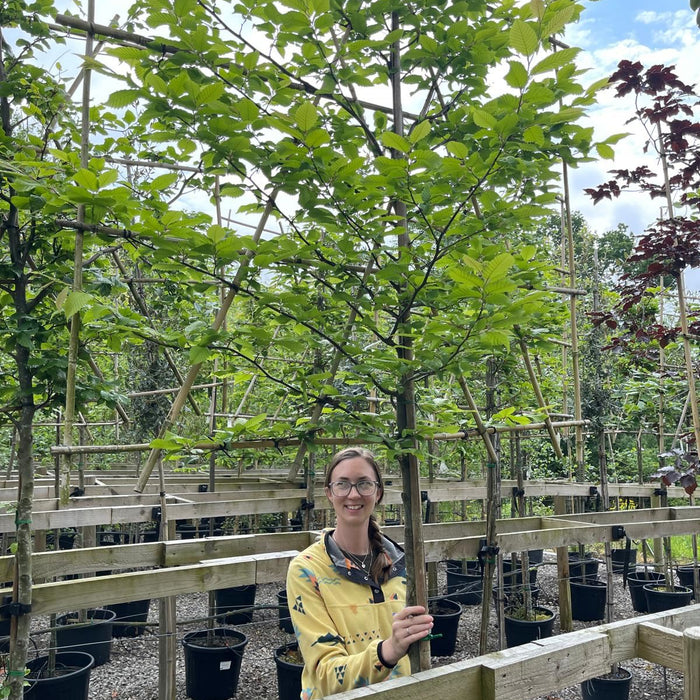 Pleached tree screening above a garden boundary