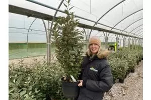Elaeagnus Hedging Information