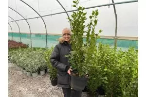 Griselinia Hedging Information