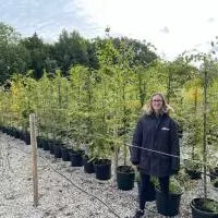 Hornbeam Hedging Information