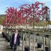 A Complete Guide to Pleached Trees