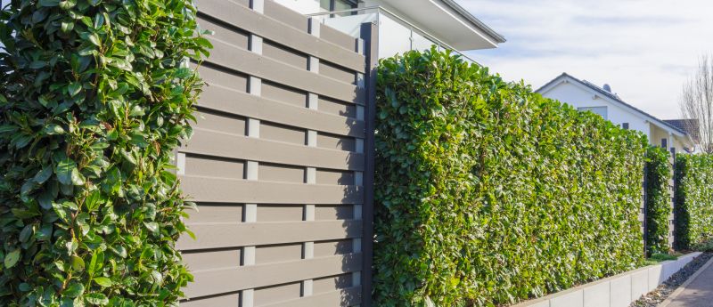 How to Plant & Care For A Laurel Hedge