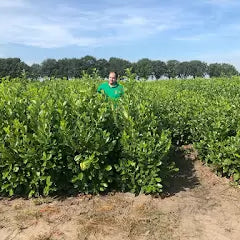 Rootball Or Pot Grown?