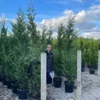 Leylandii Hedging Information