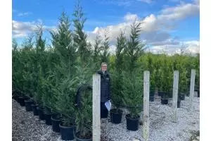 Leylandii Hedging Information