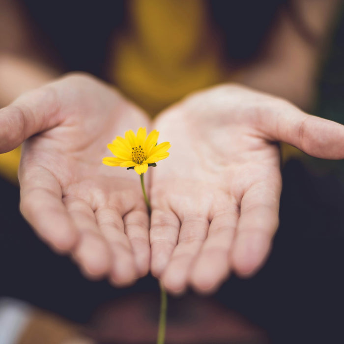 Discover the Right Plants for Your Garden with Grasslands Nursery's "Help Me Choose" Tool