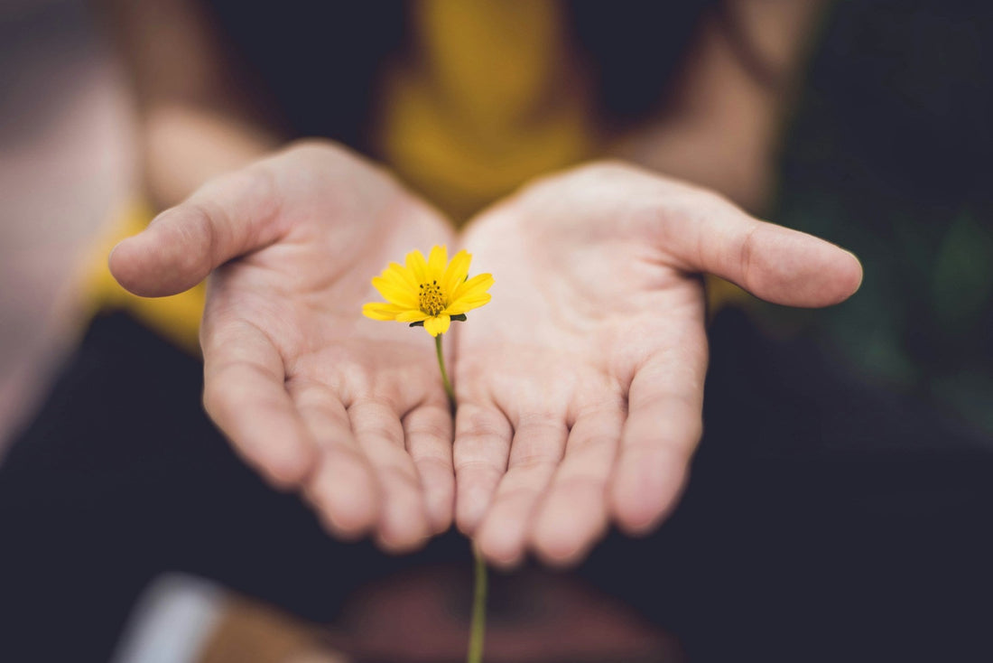 Discover the Right Plants for Your Garden with Grasslands Nursery's "Help Me Choose" Tool