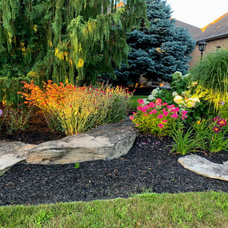 Plants in a new build garden, there are lots of colours of plants in this image