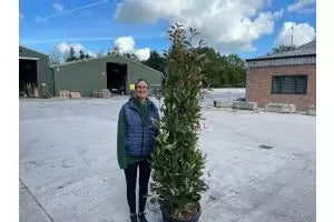 Photinia Hedging Information