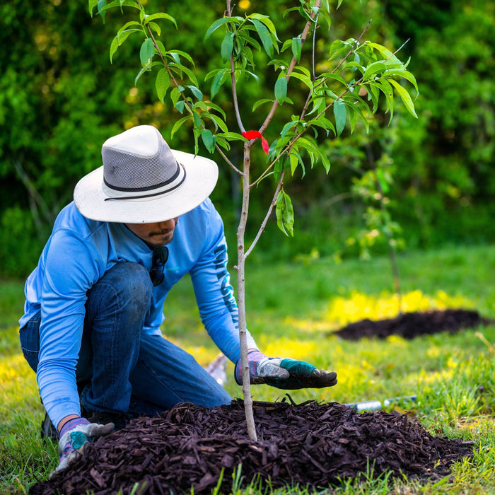 Planting Shrubs & Trees