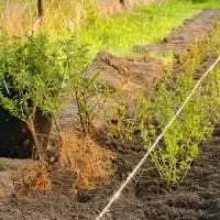 Bare Root Planting Tips