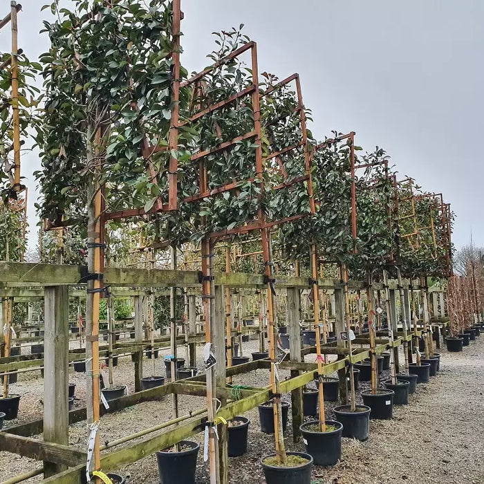 Pleached Trees - What are they and why they are so popular?