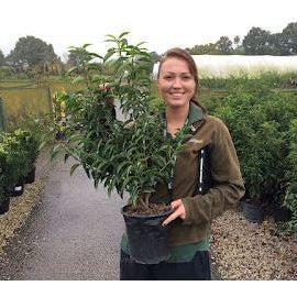 Prunus Lusitanica or Portuguese Laurel Plant – Plant Study