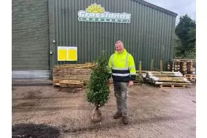 Portuguese Laurel Hedging Information