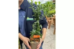 Pyracantha Hedging Information