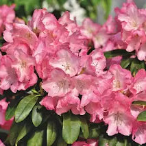 Plant Study - Azalea vs Rhododendron