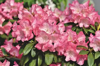 Plant Study - Azalea vs Rhododendron