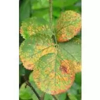 Common Shrub Disease