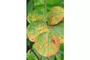 Common Shrub Disease