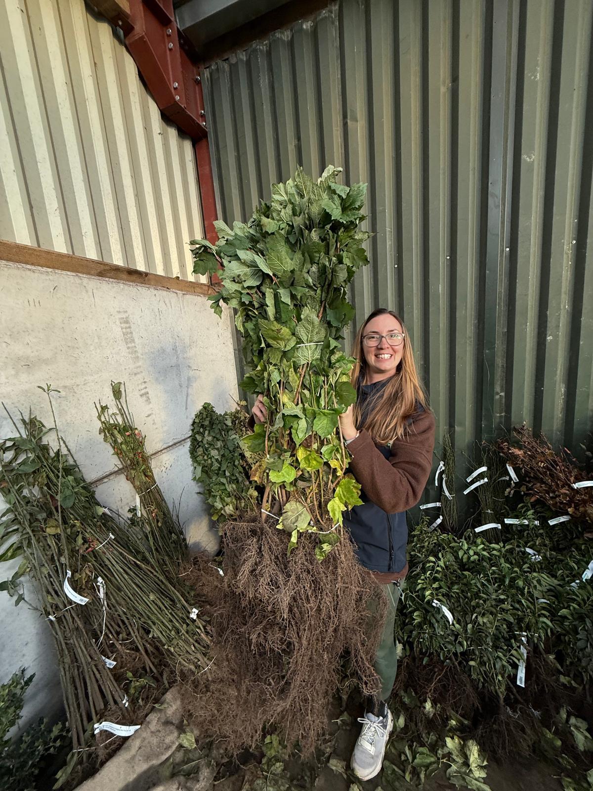 Native Hedging Bare Root