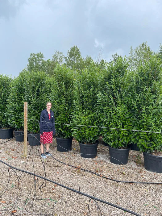 Laurel Hedging