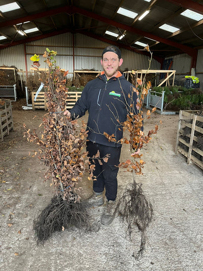 Bare Root Hedging Pre Order