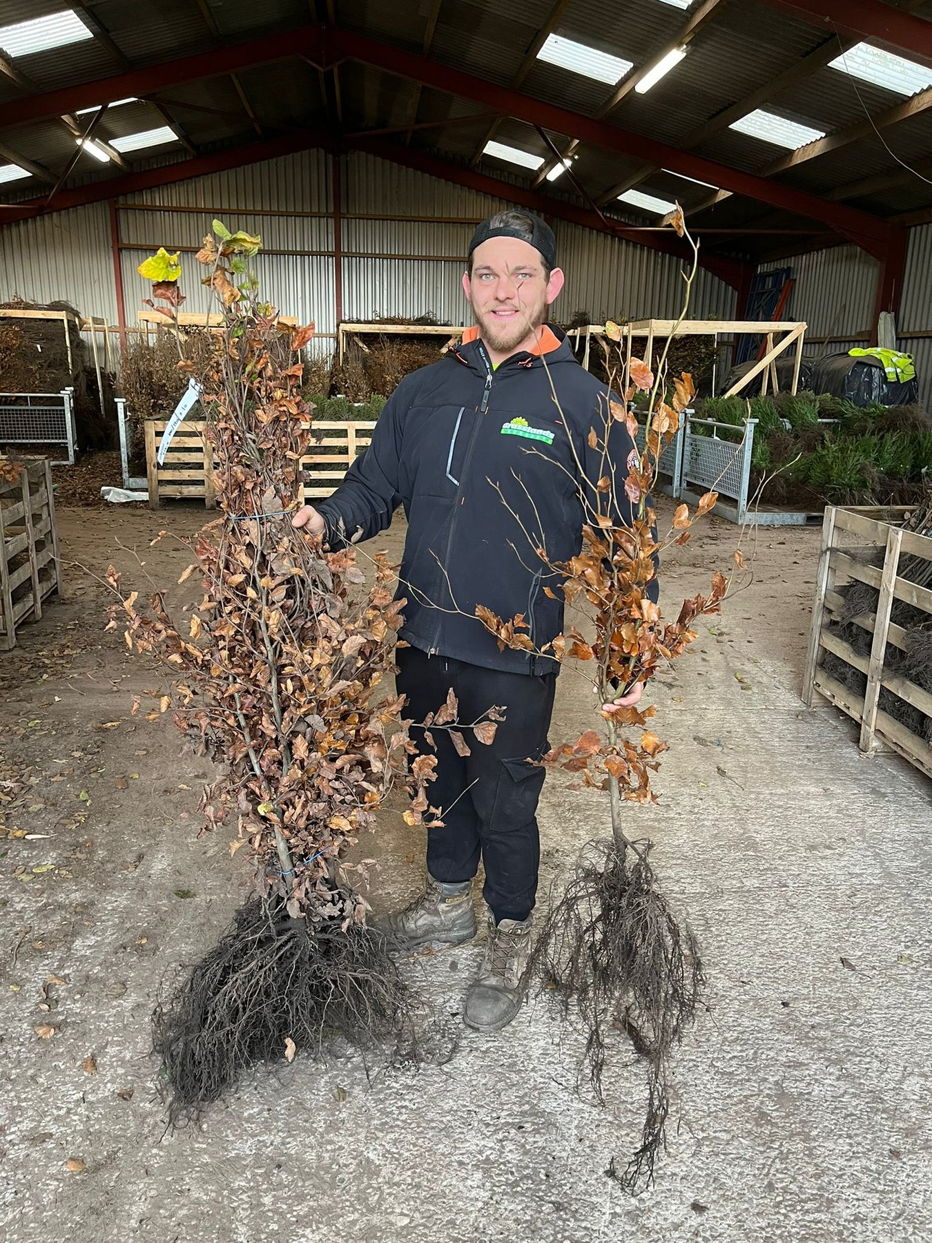 Bare Root Hedging
