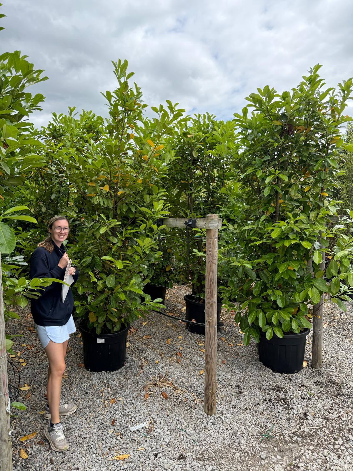 Cherry Laurel Hedging Pot Grown