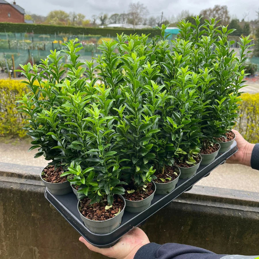 Box Alternatives Rhs Best Box Alternatives | Blight-Resistant Hedge Plants — Grasslands Nursery