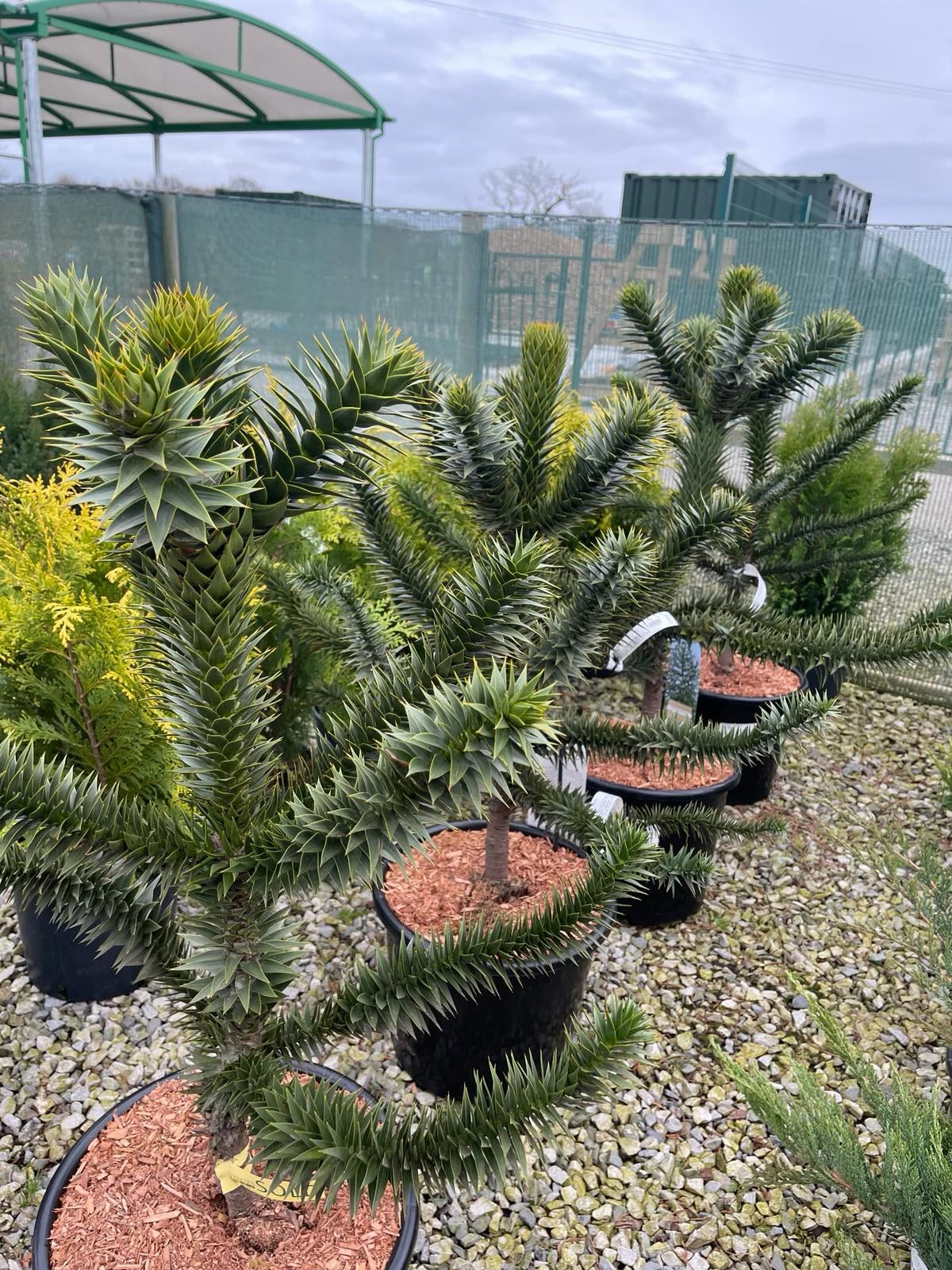 Araucaria