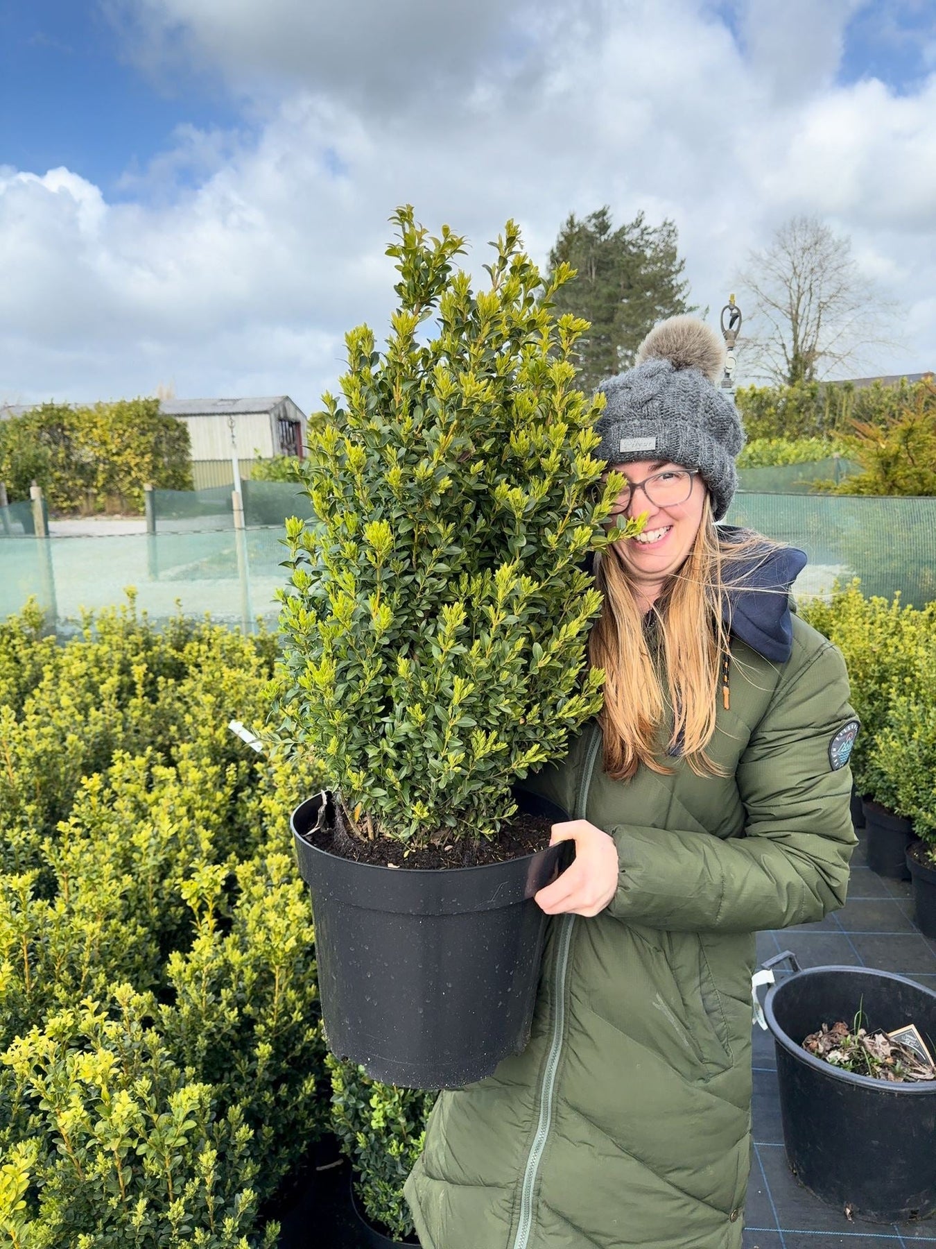 Box Root Ball Hedging