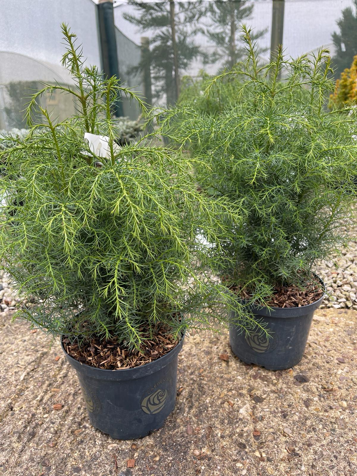 Cryptomeria