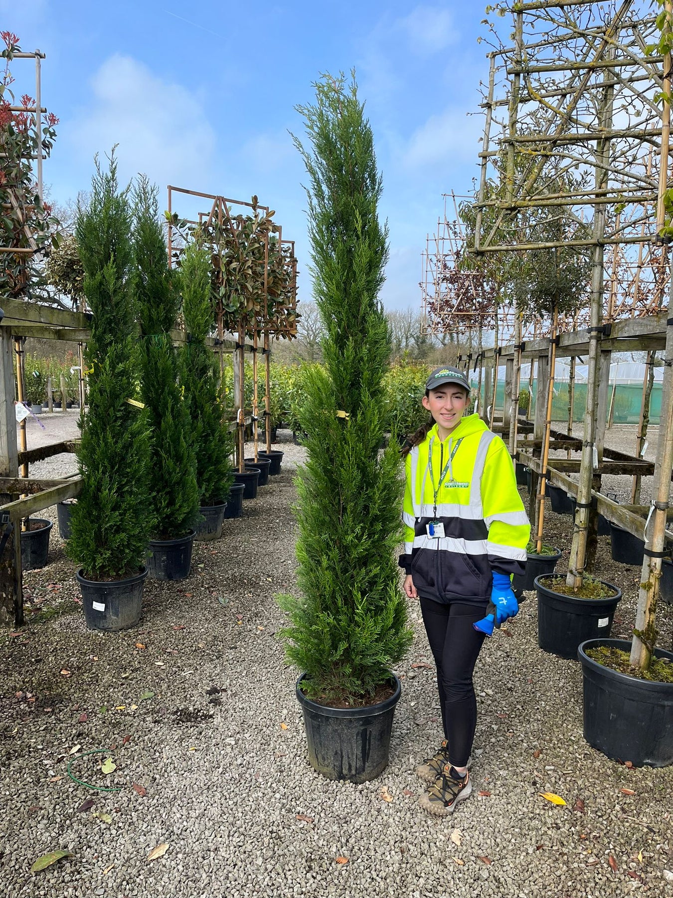 Cupressus