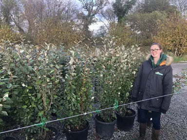 Elaeagnus Hedging