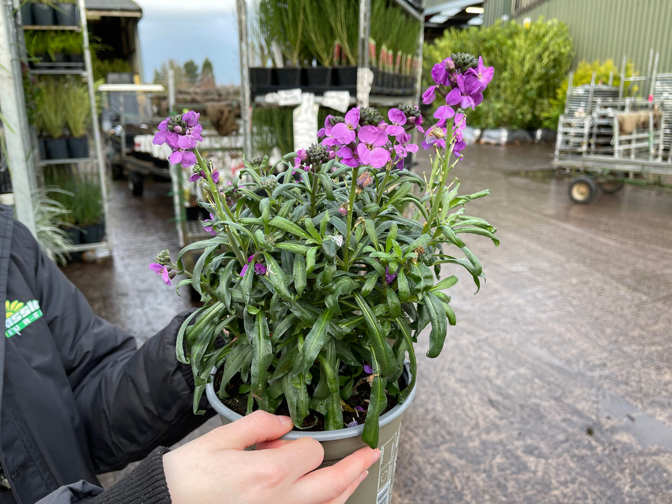 Erysimum
