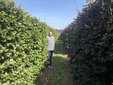 Fagus, Beech Hedging