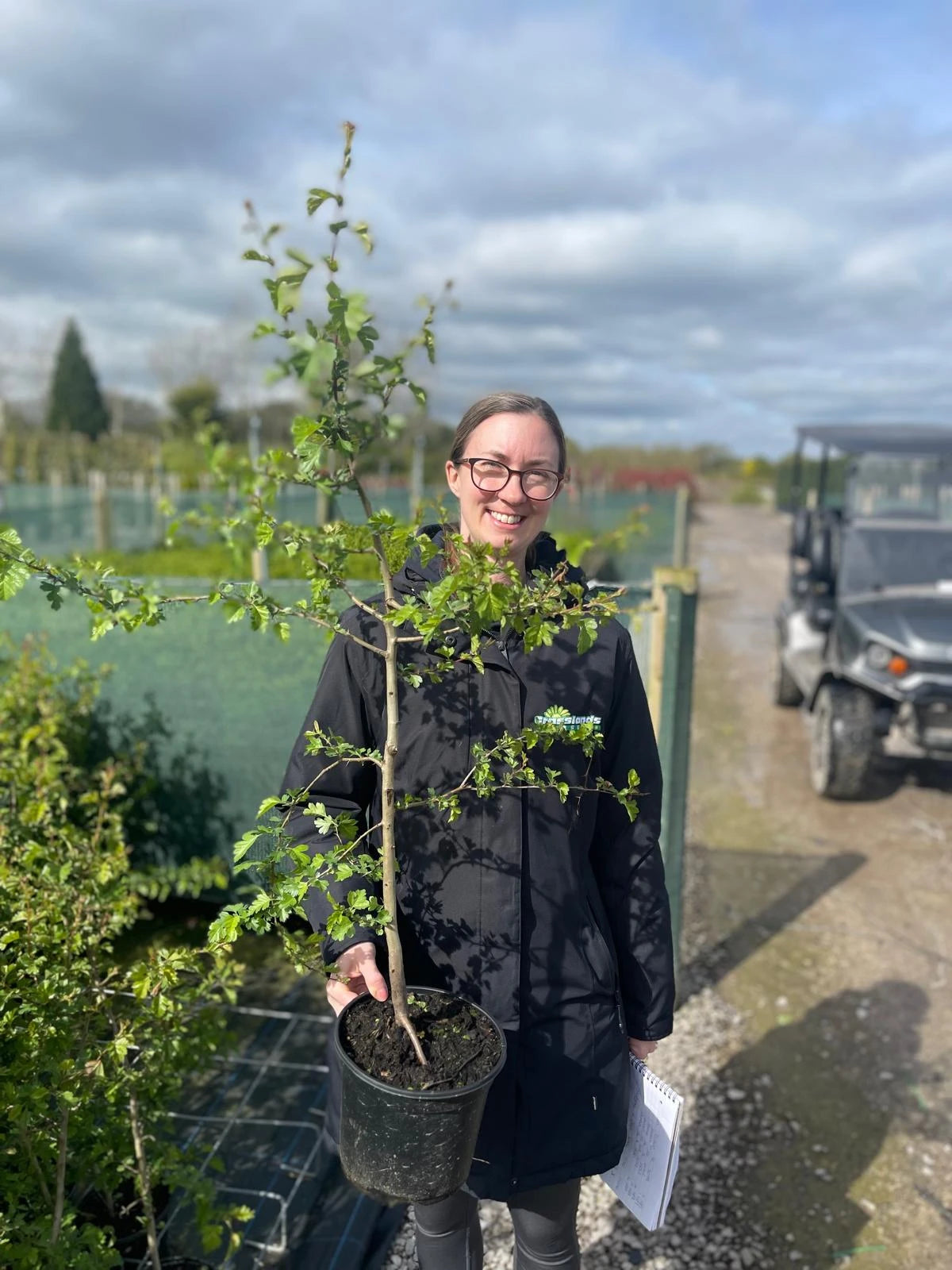 Hawthorn Hedging