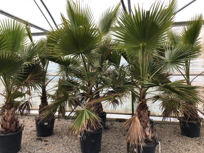 Specimen Plants, Trees & Shrubs