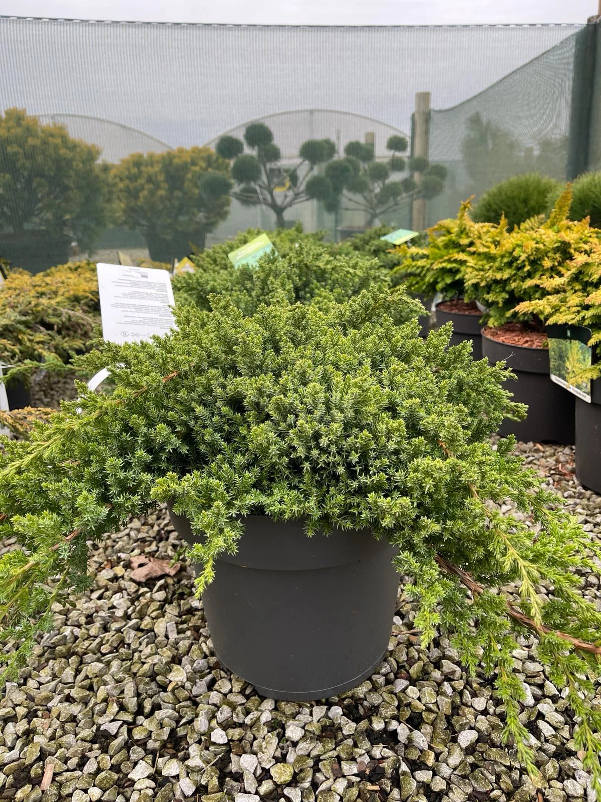 Juniperus